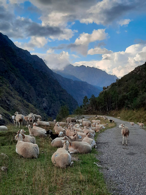 Troupeau de brebis en transhumance