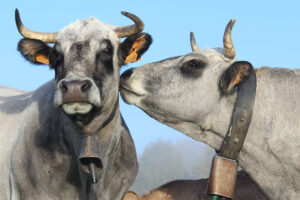 photo d'une vache qui fait un bisou à une autre