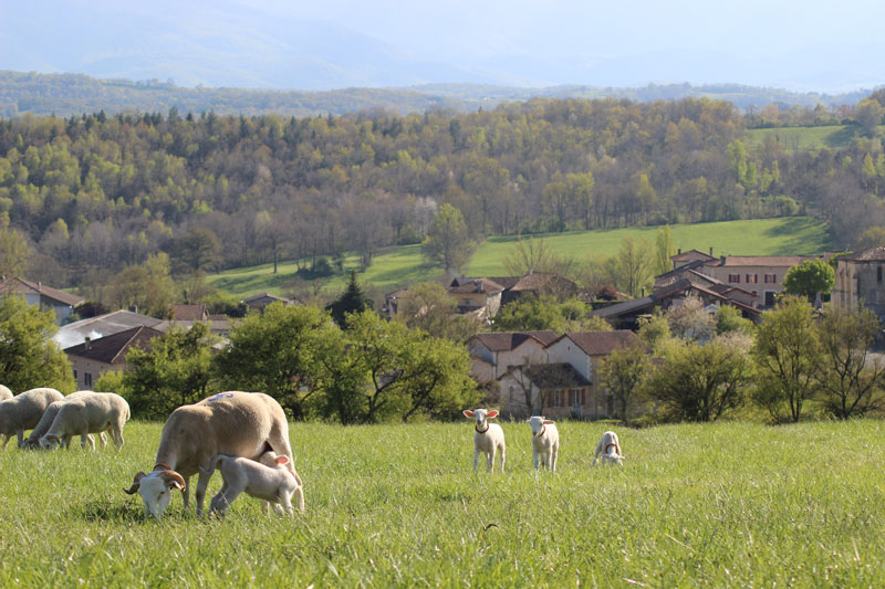 Nos brebis à Montaigon