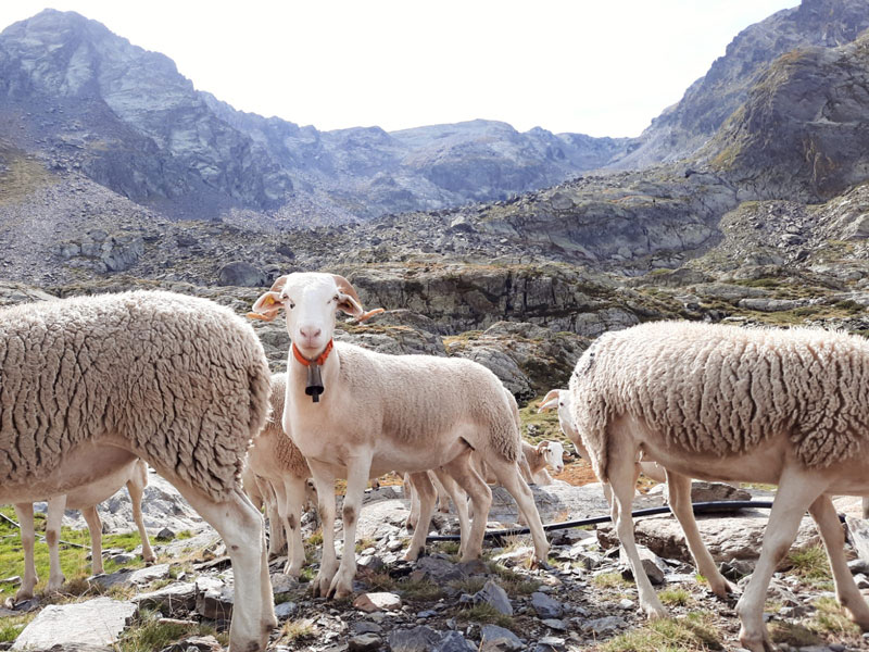 Brebis de Montaigon en transhumance dans les pyrénées