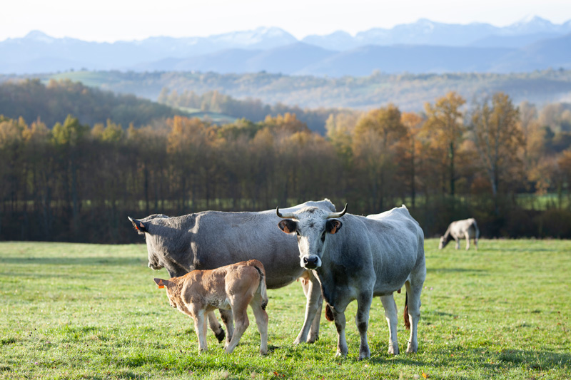 Nos gasconnes des Pyrénées dans les champs