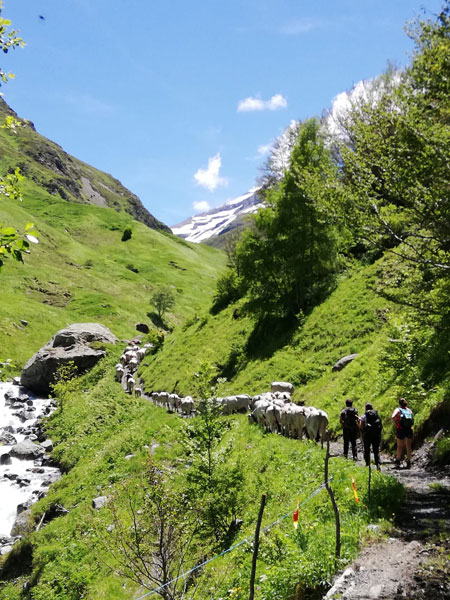 Troupeau de montaigon en transhumance dans les pyrénées