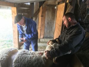 Nans et Papi Georges qui tondent une brebis