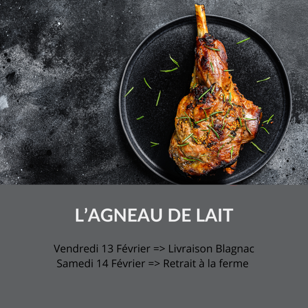 vente directe agneau